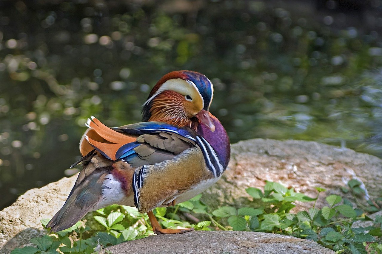 duck, mandarin duck, bird
