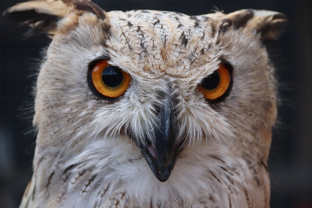 eagle owl, bird, animal