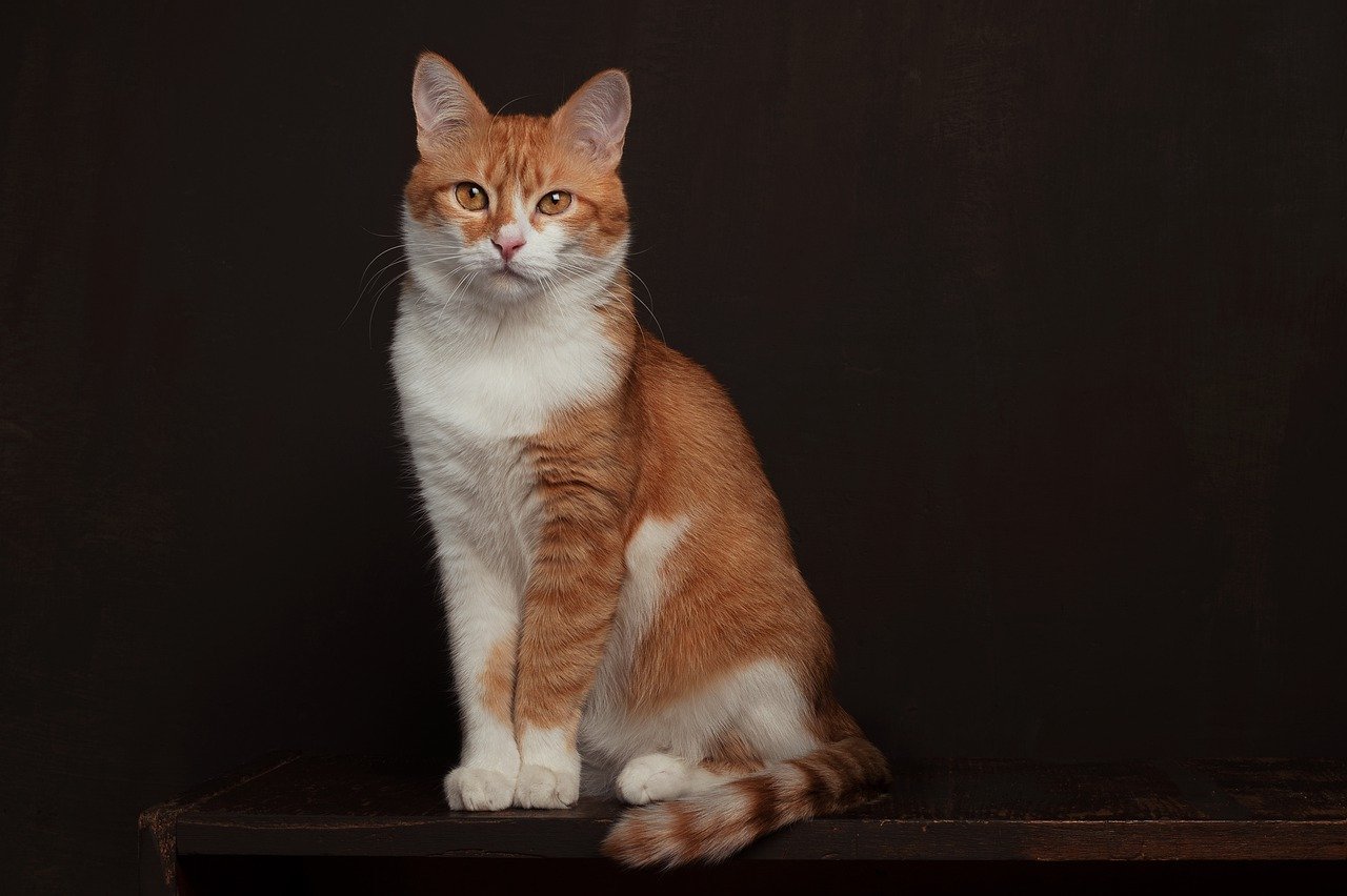 cat, portrait, tabby