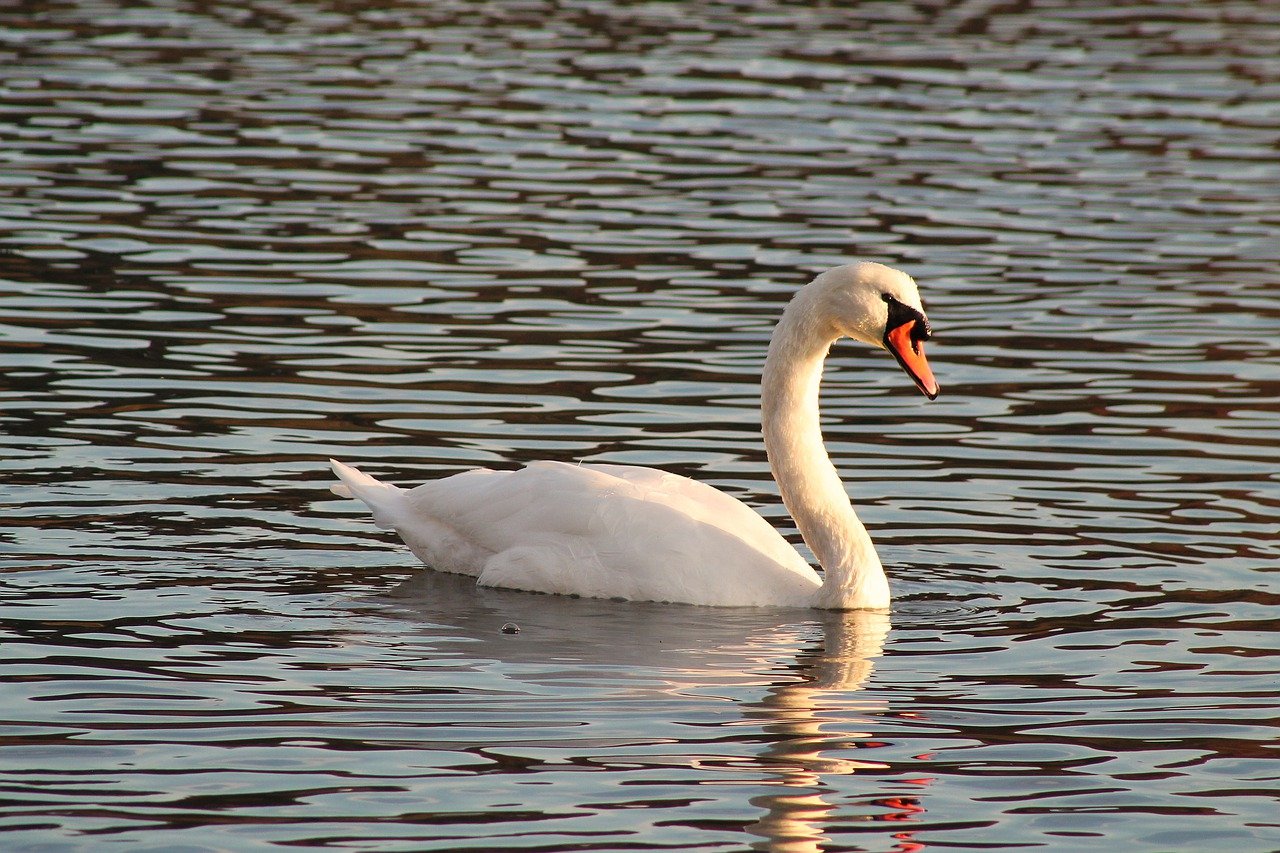 swan, lake, river