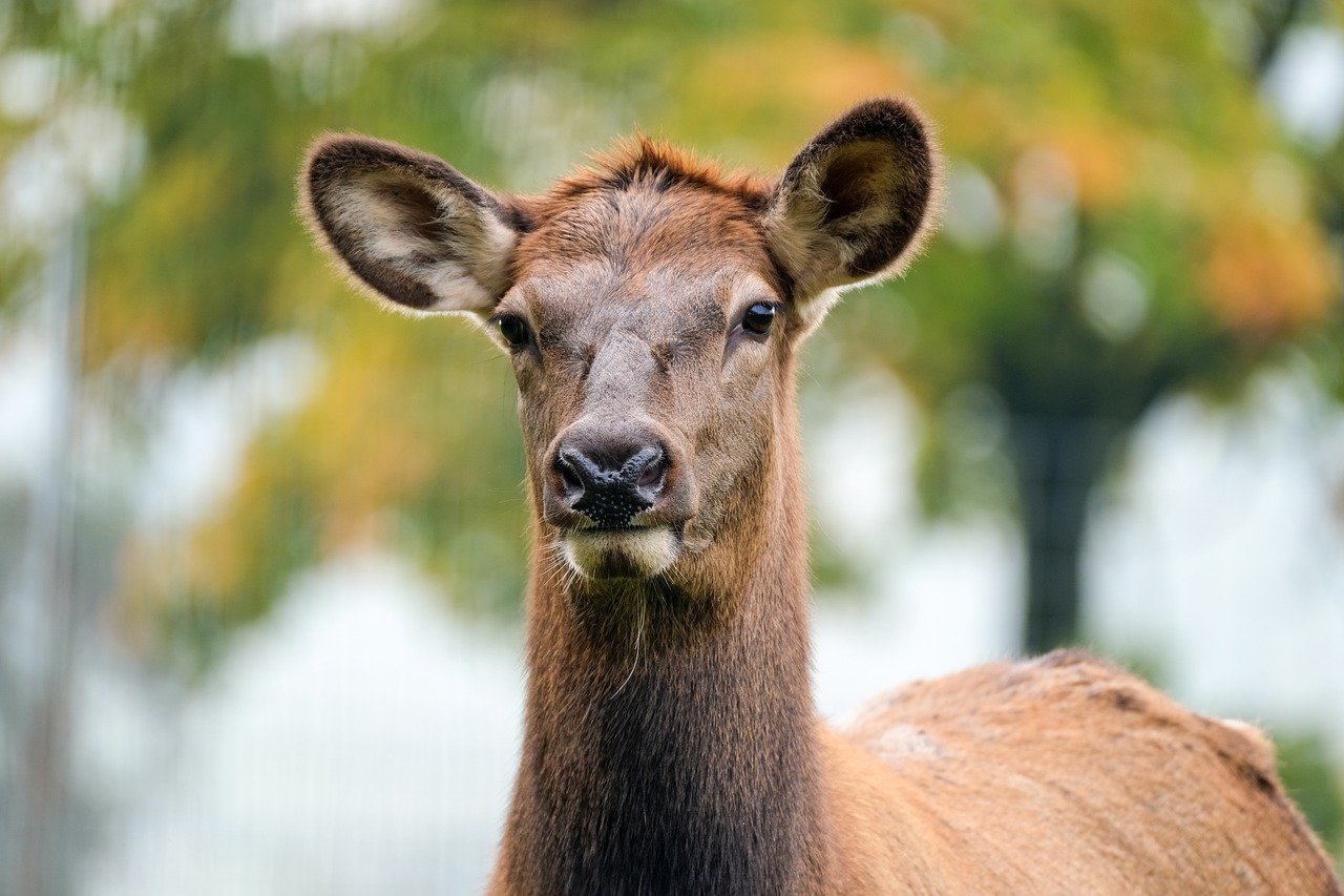 wapiti, head, animal